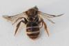 Lasioglossum leucozonium